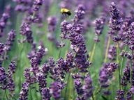 Candle - Lavender 3 oz