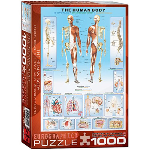 The Human Body 1000 pc