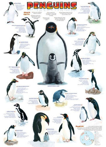 Penguins 1000 pc 10x14 inches Box, Puzzle