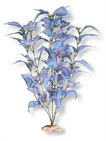 Large Size Flowering Broad Leaf Cluster Blue and Blue