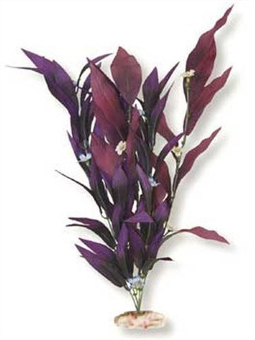 Extra-Large Size African Sword Plant With Flowers Deep Plum