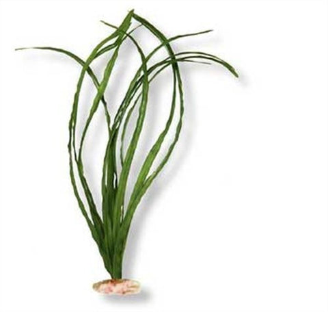 Extra-Large Size Narrow Eel Grass Green