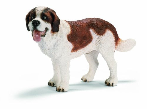 St. Bernard, male