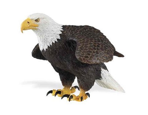Bald Eagle Incredible Creatures