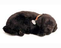 Perfect Petzzz Black Lab Puppy