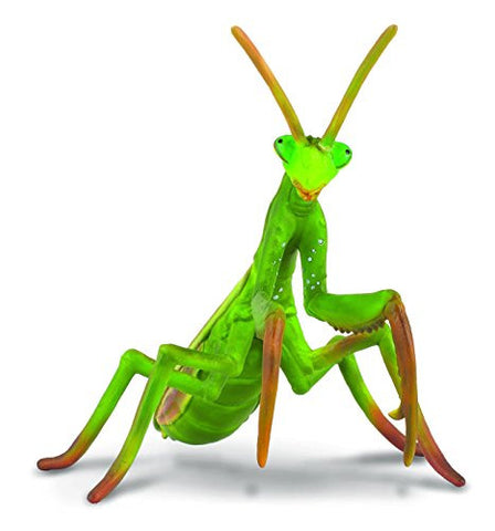 Praying Mantis, L