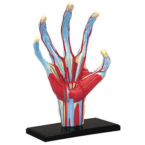 Hand Anatomy 4D