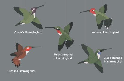 Hummingbird Combination - Mobile