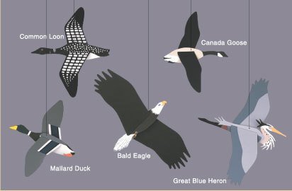 Wilderness Birds Combination - Mobile