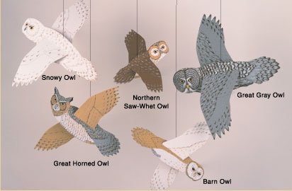 Owl Combination - Mobile