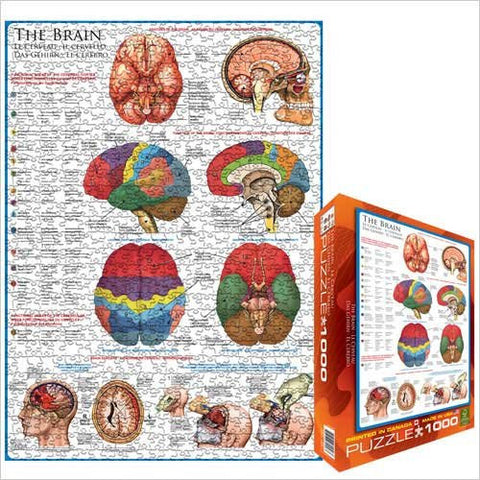 The Brain 1000 pc