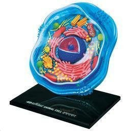 Science Animal Cell Anatomy Model  4D
