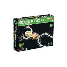 4D Full Skeleton Frog