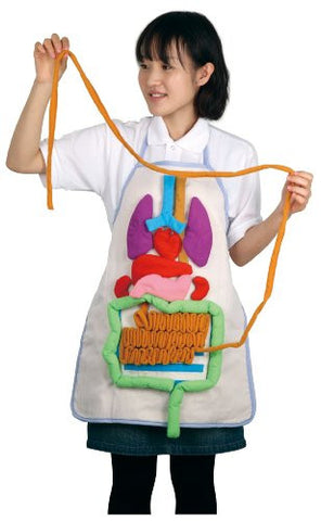 Anatomy Apron