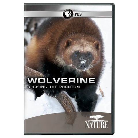 Nature: Wolverine: Chasing the Phantom (DVD)