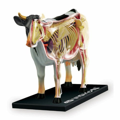 4D Vision Cow Anatomy Model