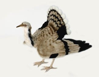 HOUBARA BUSTARD BIRD16.5''