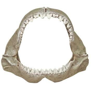 Great White Shark Jaws - Small 6 x 3.5 x 5