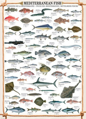 Mediterranean Fish 1000 pc 10x14 inches Box, Puzzle