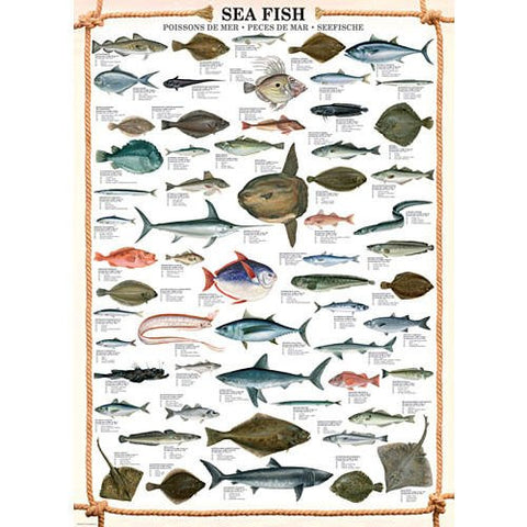 Sea Fish 1000 pc
