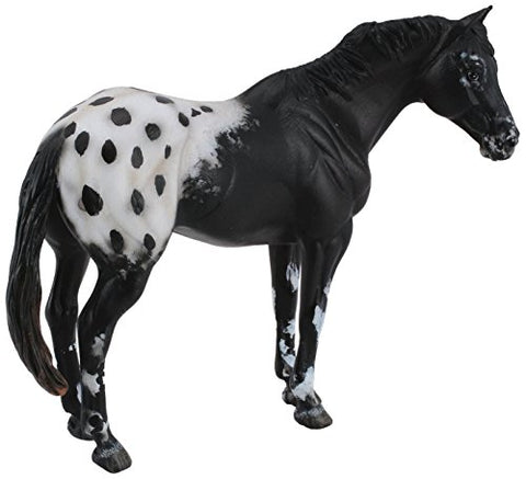 Horses - Black Appaloosa Stallion