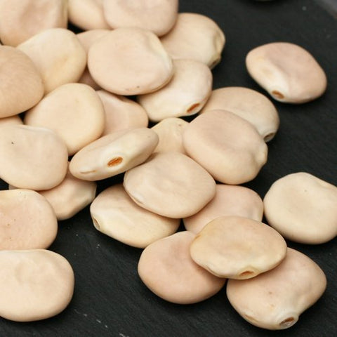 Lupini Beans (Extra Large)