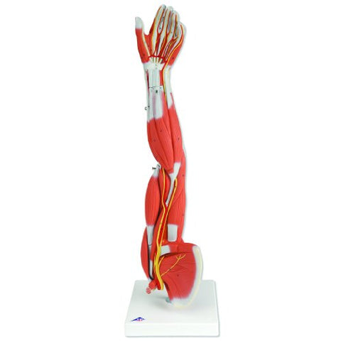 Dissectible Muscled Arm Anatomy Model