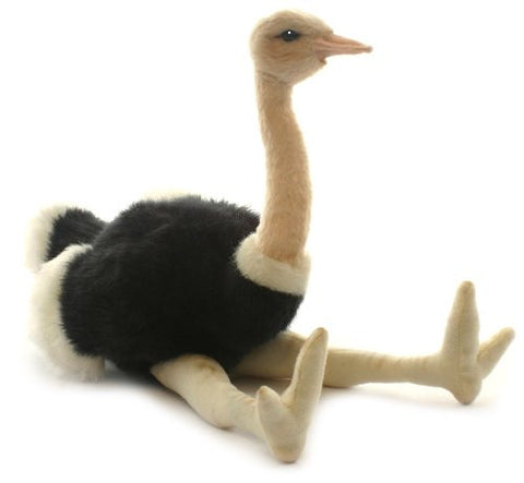 OSTRICH 8''