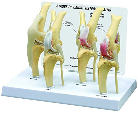 Canine 4-Stage Knee Anatomy Model