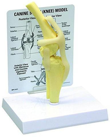 Canine Knee Anatomy Model