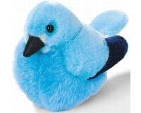 Mountain Bluebird