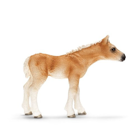 Haflinger foal