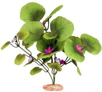 Small Size Broad Lily-Leaf With Flowering Buds Deep Green