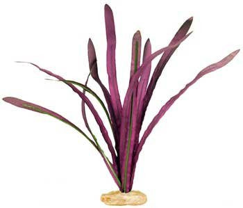 Small Size Narrow Eel Grass Deep Plum