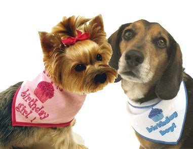 Birthday Girl Scarf - L