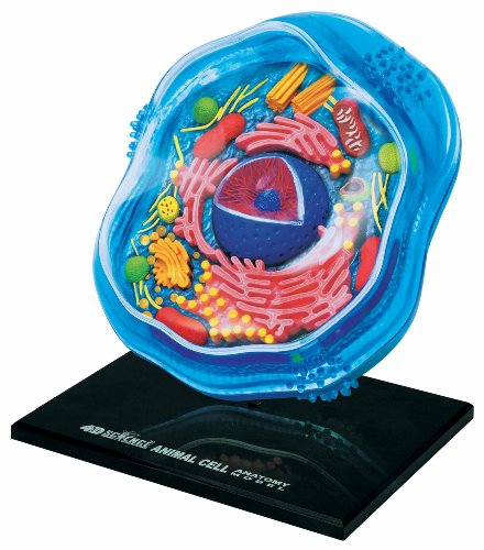 4D Science Animal Cell Anatomy Model