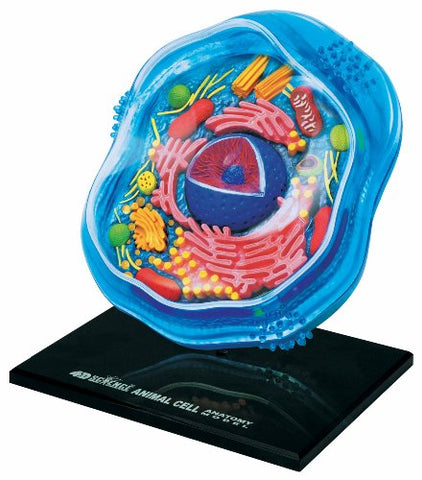 4D Science Animal Cell Anatomy Model