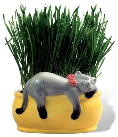 Cat Grass Snoozing Kitty