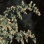 Frontier Bulk Mugwort Herb, Cut & Sifted, 1 lb. bag - Single Item