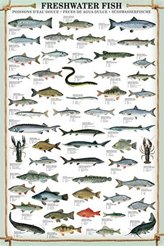 Freshwater Fish 24x36 inches, Poster