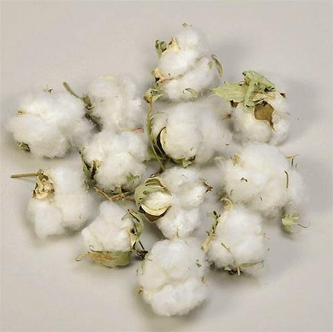 Dried Cotton Bolls in Natural Coloring - 15 Pieces Per Bag