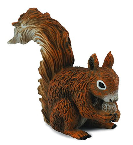 Red Squirrel (Eating), S