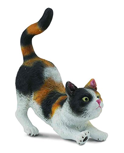 Dogs & Cats - House Cat