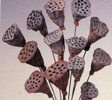 Mini Lotus Pods Natural Stemmed - 10 Per Bunch