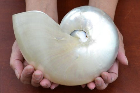 White Pearlized Chambered, Nautilus Sea Shell Decor, 7 in.