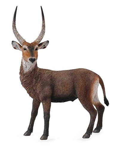 Waterbuck, L