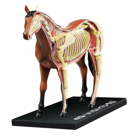 4D Vision Horse Anatomy Model