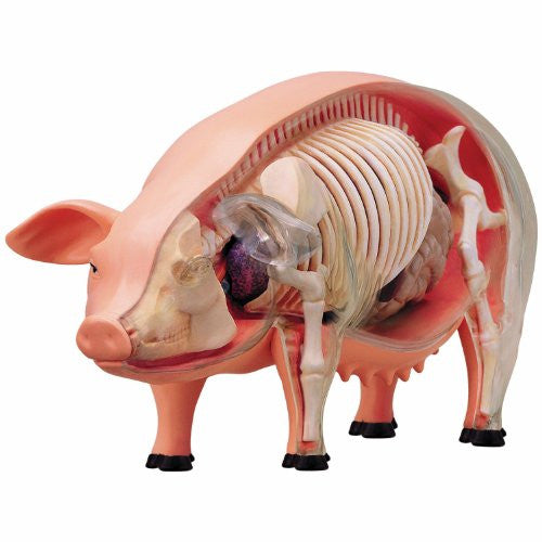 4D Vision Pig Anatomy Model