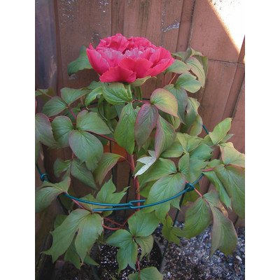 LUSTER LEAF 977 SINGLE PEONY SUPPORT, 14"x24"