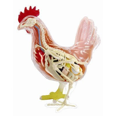 4D Vision Chicken